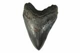 Fossil Megalodon Tooth - South Carolina #239762-1